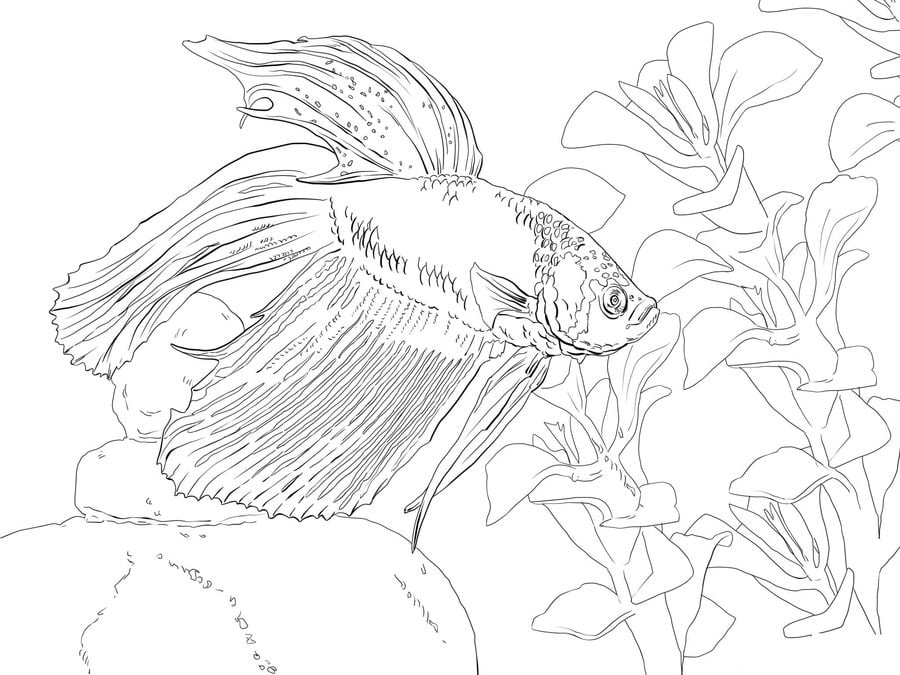 Coloring pages: Betta fish 9