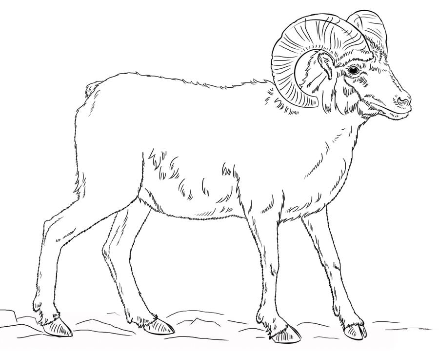 Coloring pages: Bighorn sheep