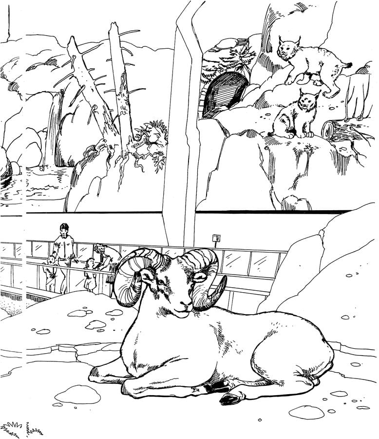 Coloring pages: Bighorn sheep