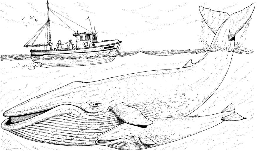 Cute Whale Drawing Ocean Underwater Clipart Background Clipground 
