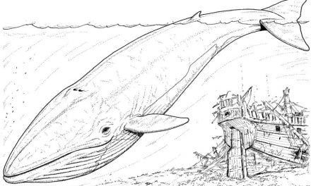 Coloring pages: Blue Whale