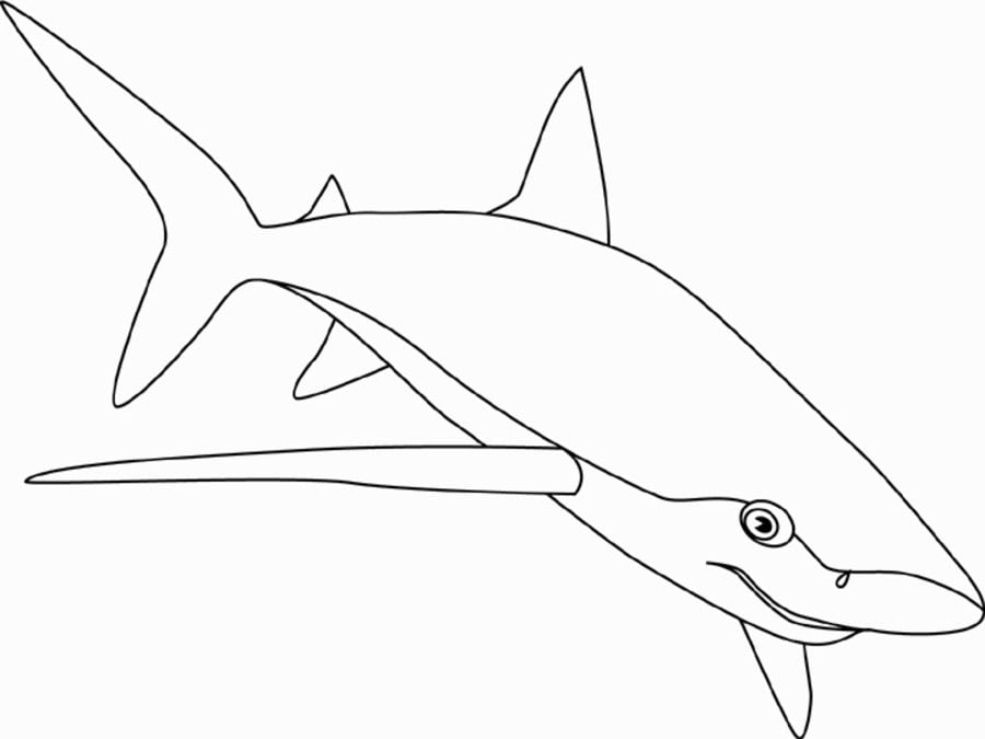 Kolorowanki: Żarłacz błękitny