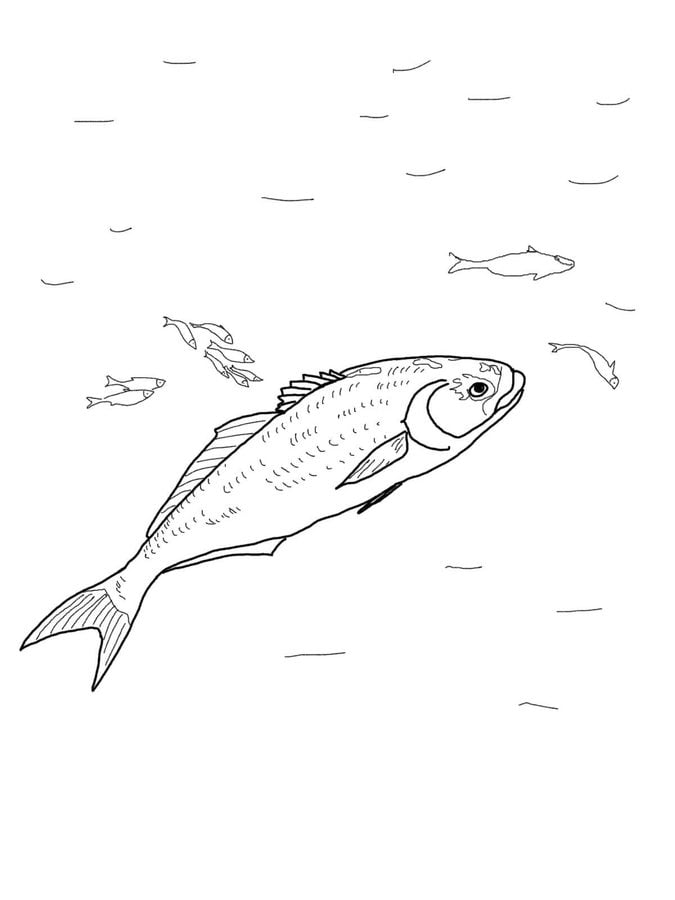 Disegni da colorare: Pesce serra 3