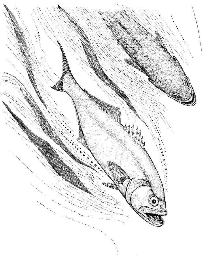 Disegni da colorare: Pesce serra 4