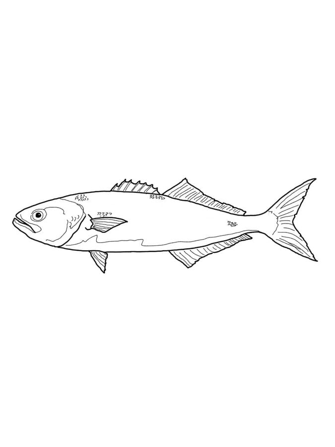 Disegni da colorare: Pesce serra