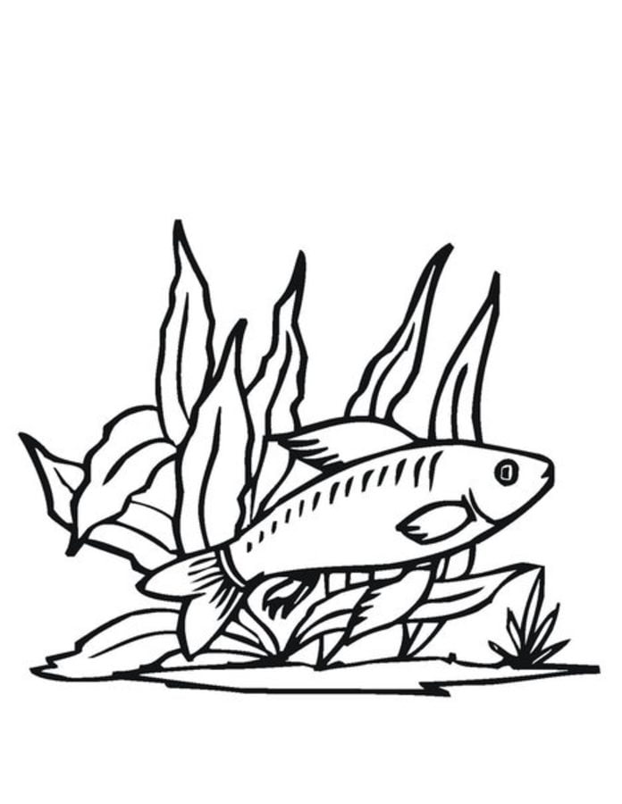 Disegni da colorare: Pesce serra 6