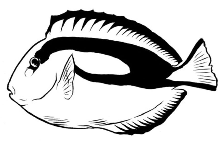 Disegni da colorare: Pesce serra 7