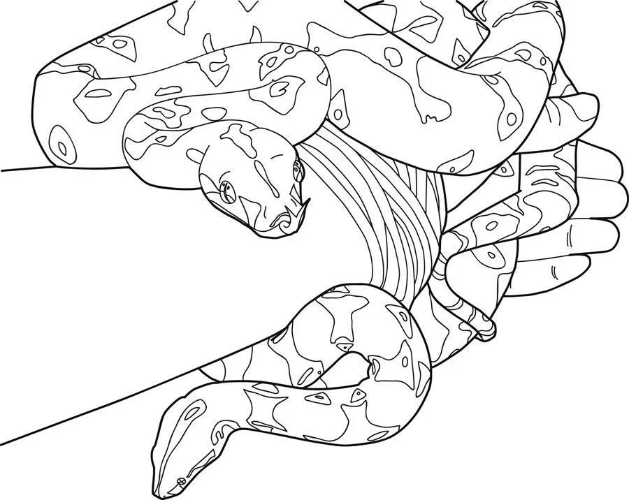 Coloring pages: Boa Constrictor