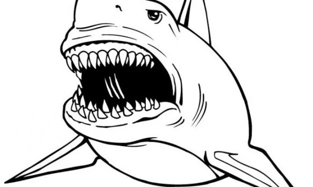 Coloring pages: Bull Sharks