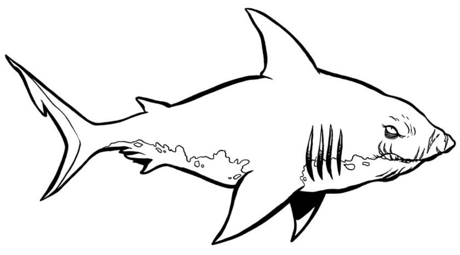 Ausmalbilder: Bullenhai