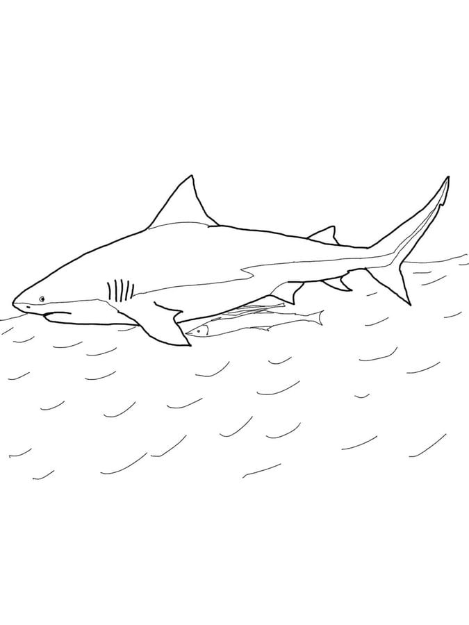 Dibujos para colorear: Tiburones toro