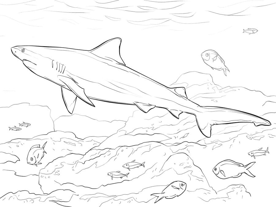 Dibujos para colorear: Tiburones toro