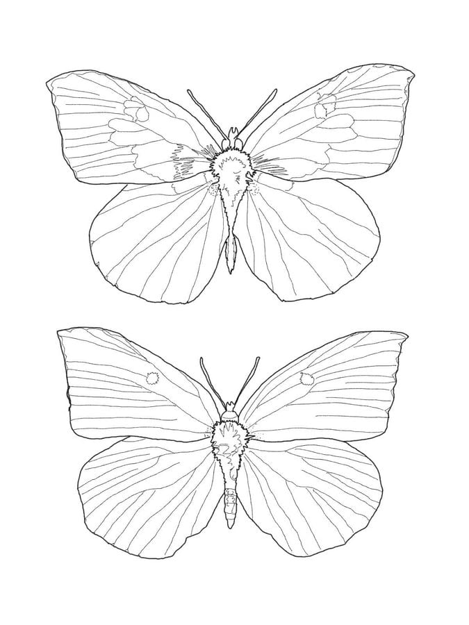Coloriages: Papillons