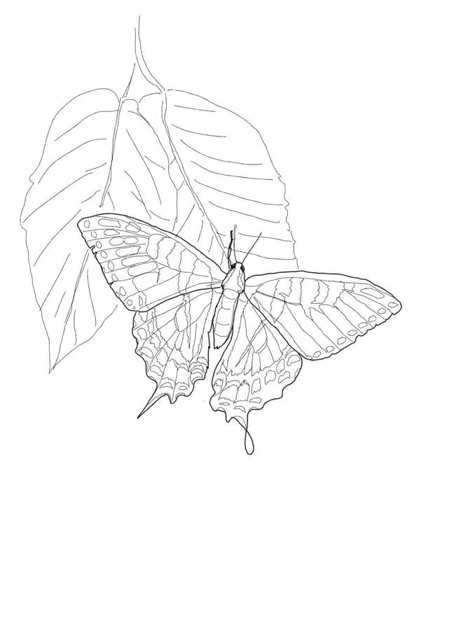 Dibujos para colorear: Mariposa