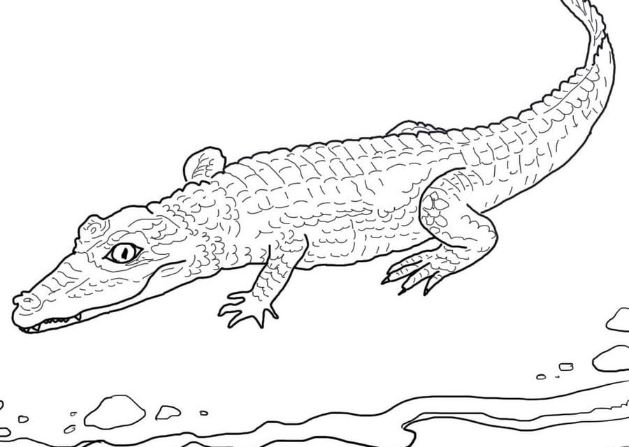 Coloring pages: Caiman