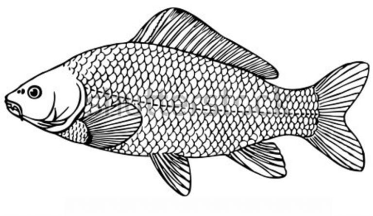 Ausmalbilder: Karpfen zum ausdrucken, kostenlos, für Kinder und Erwachsene