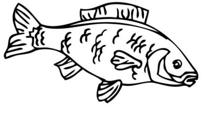 Coloring pages: Bluefish