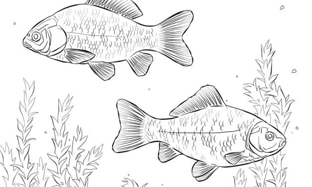 Coloring pages: Carp