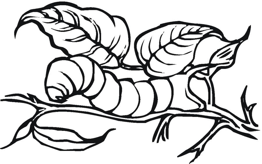 Coloring pages: Caterpillar, printable for kids & adults, free