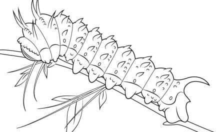 Coloring pages: Caterpillar