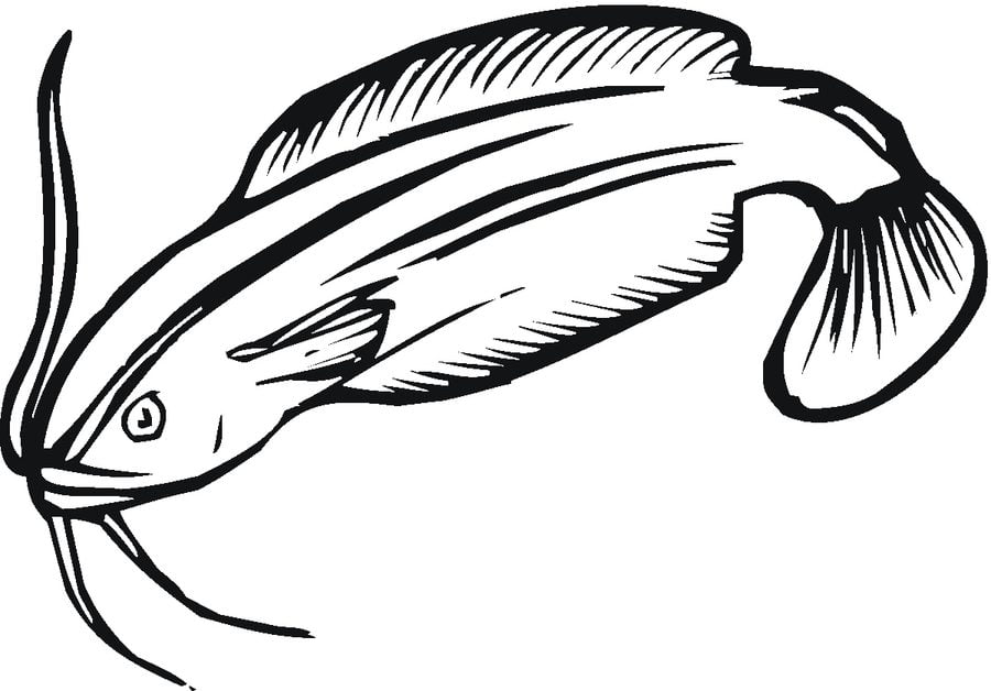 Disegni da colorare: Pesce gatto