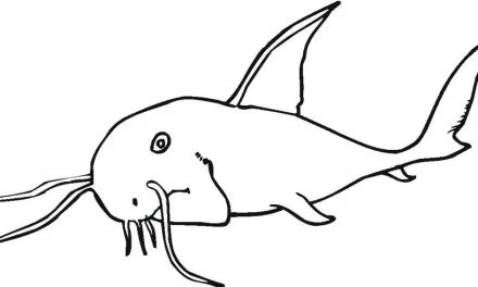 Coloring pages: Catfish