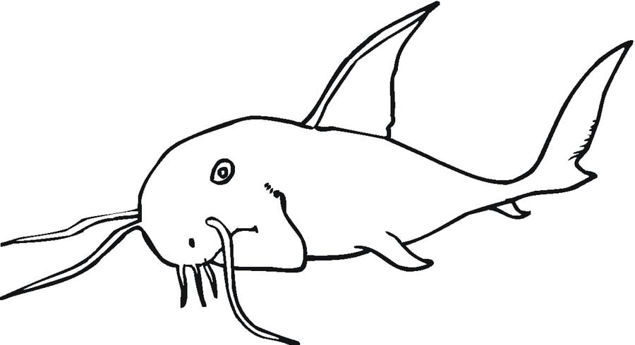 Coloring pages: Catfish
