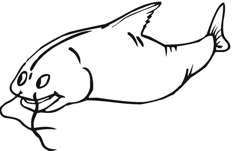 Disegni da colorare: Pesce gatto 7