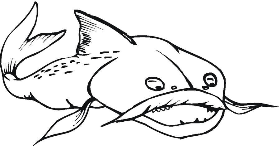 Disegni da colorare: Pesce gatto 9