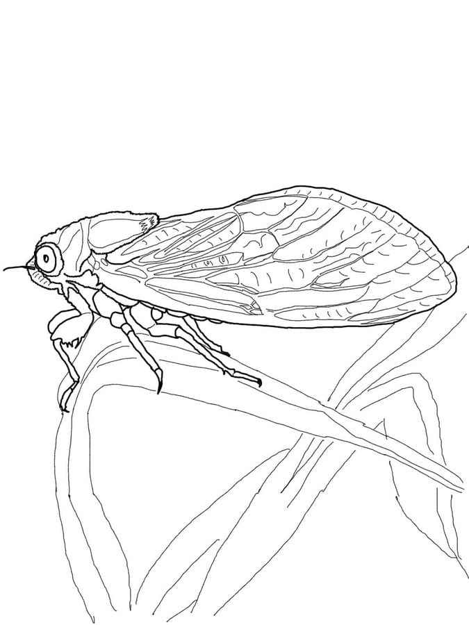 Printable Pictures Of Cicada Coloring Pages