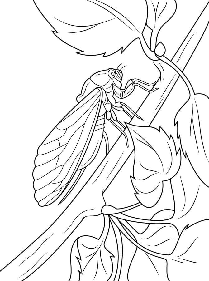 Coloring pages: Cicada
