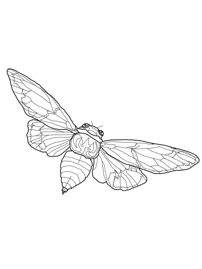 Coloring pages: Cicada