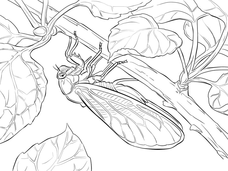 Coloring pages: Cicada, printable for kids &amp; adults, free