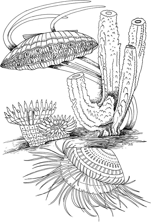 Coloring pages: Clam
