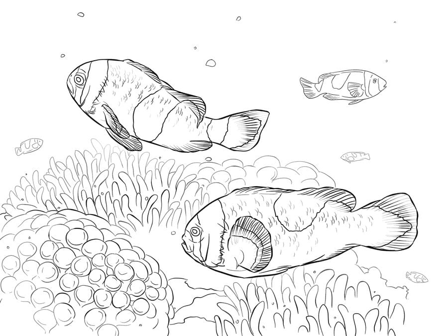 Coloring pages: Clownfish 10