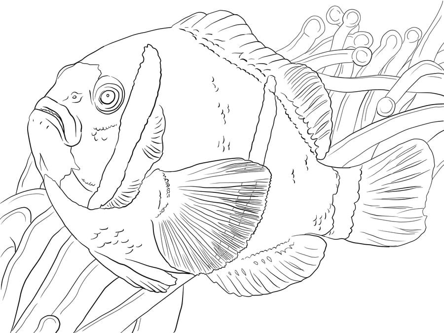 Coloring pages: Clownfish