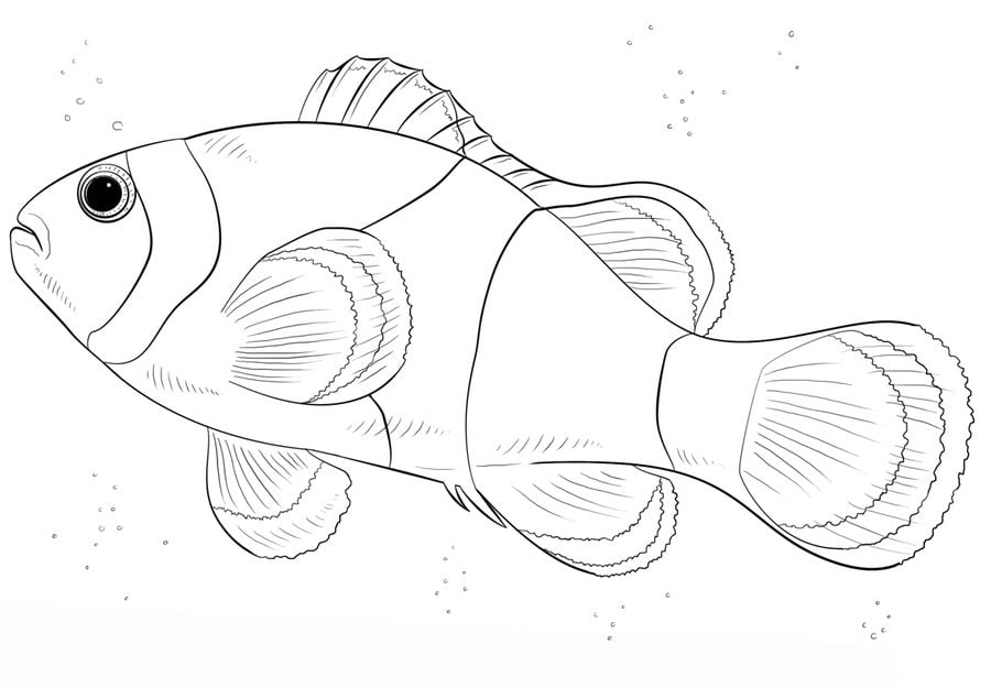Disegni da colorare: Pesce pagliaccio