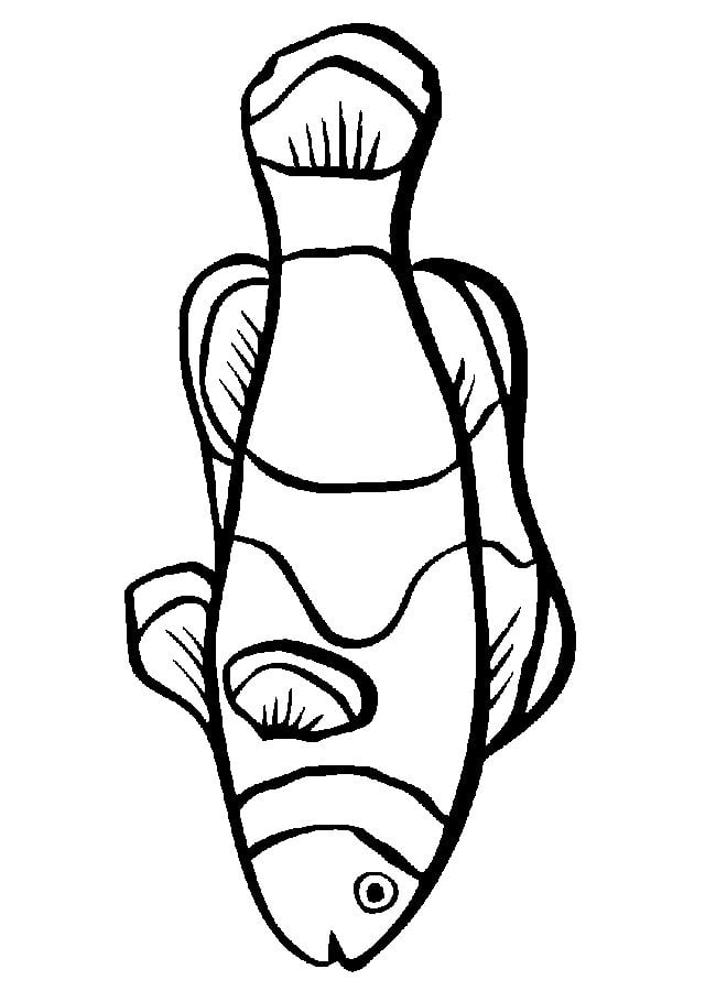 Coloring pages: Clownfish 6