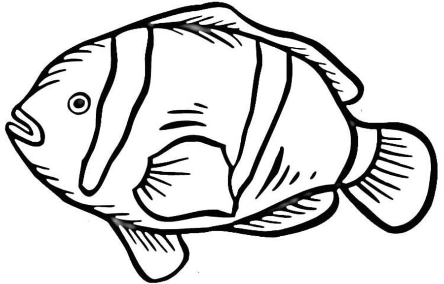 Coloring pages: Clownfish 7