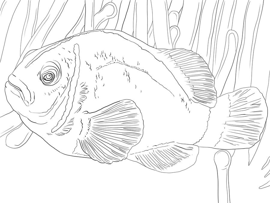 Coloring pages: Clownfish 9