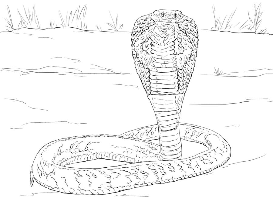 Ausmalbilder: Ausmalbilder: Kobra zum ausdrucken, kostenlos, für Kinder