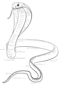 Ausmalbilder: Kobra zum ausdrucken, kostenlos, für Kinder und Erwachsene