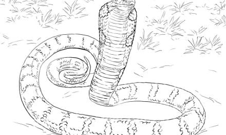 Coloring pages: Cobra