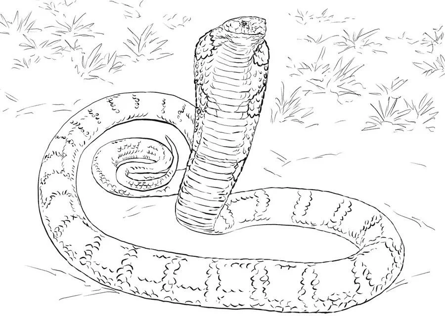 Kolorowanki: Kobra
