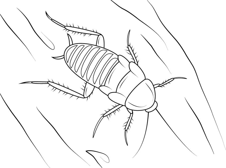 Coloring pages: Cockroach 10