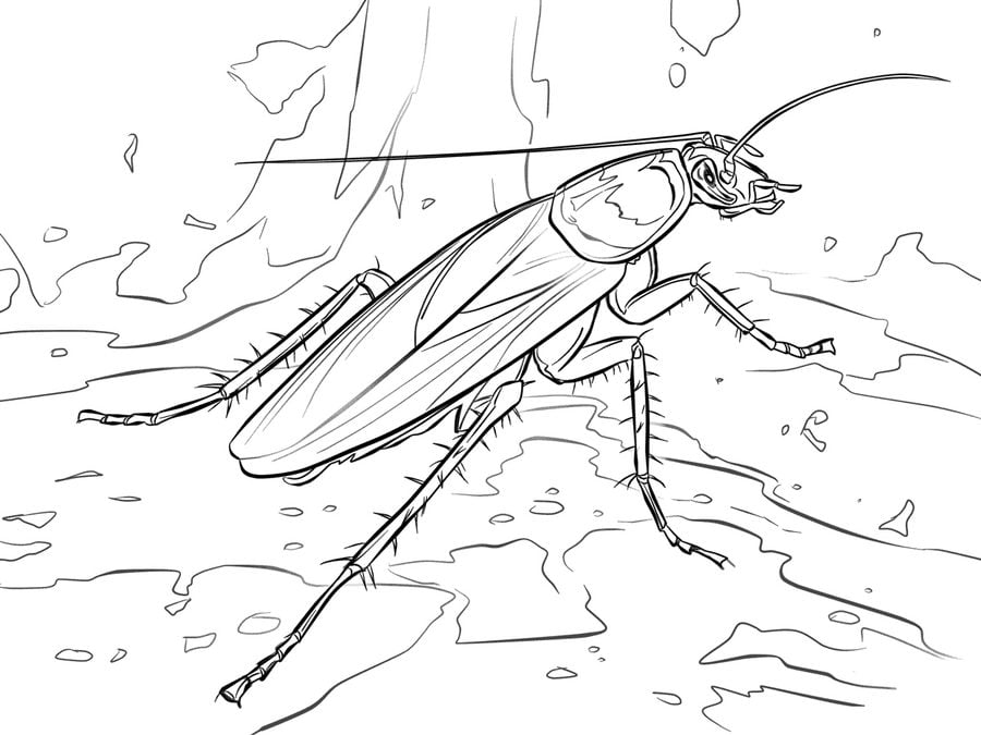 Coloring pages: Cockroach 2