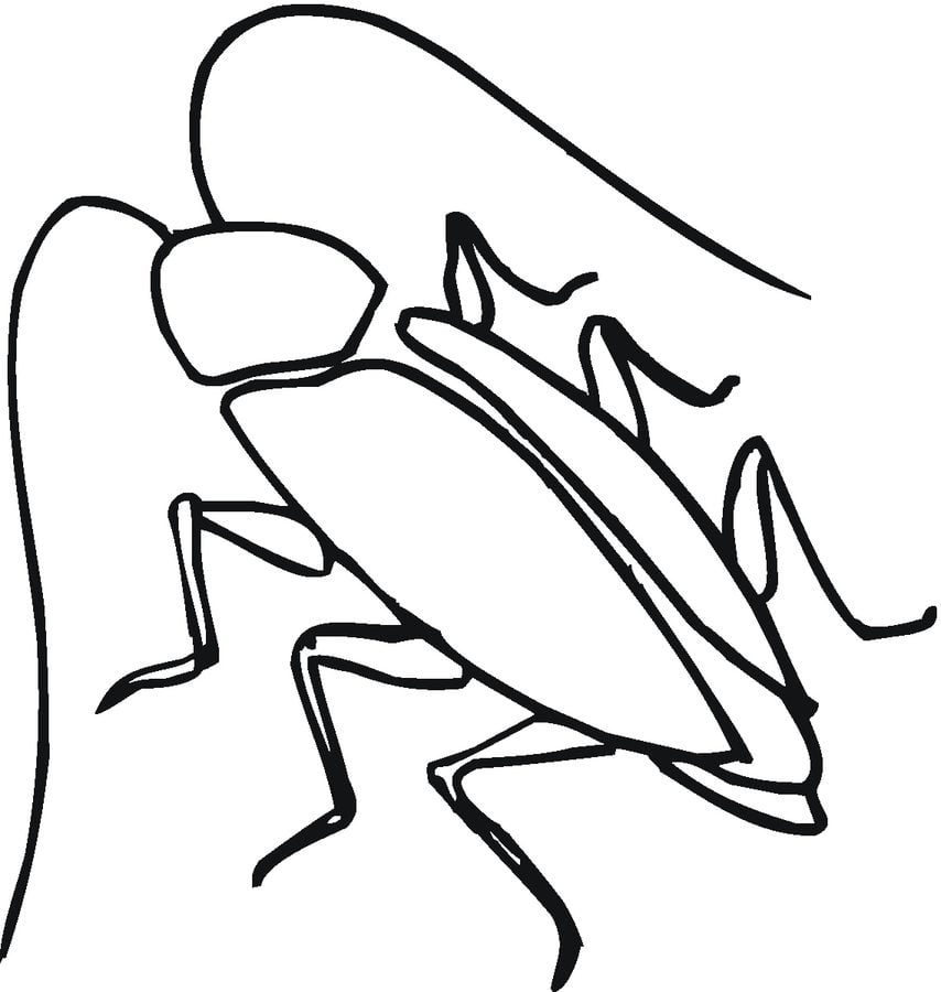 Coloring pages: Cockroach 5