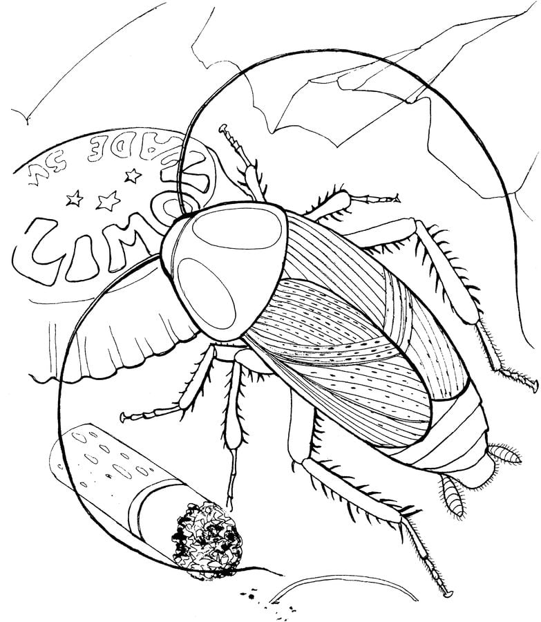 Coloring pages: Cockroach 6