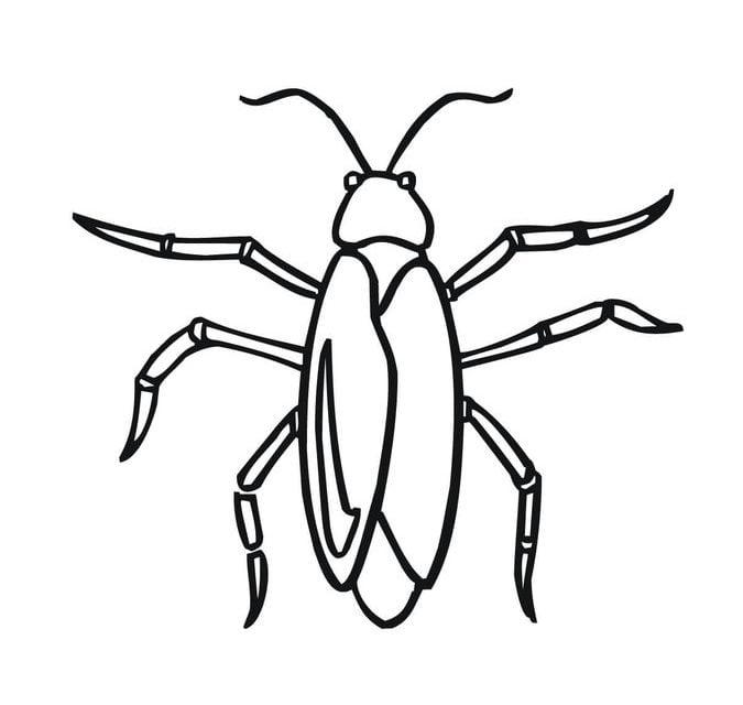 Coloring pages: Cockroach