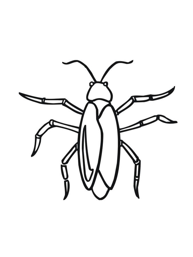Coloring pages: Cockroach 7